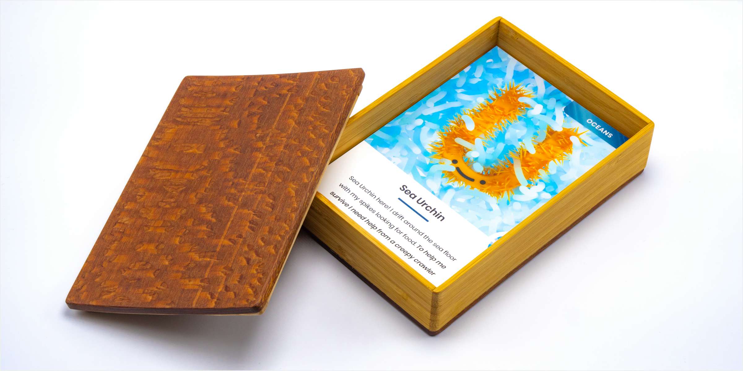 Sea urchin card inside of wooden box with lid