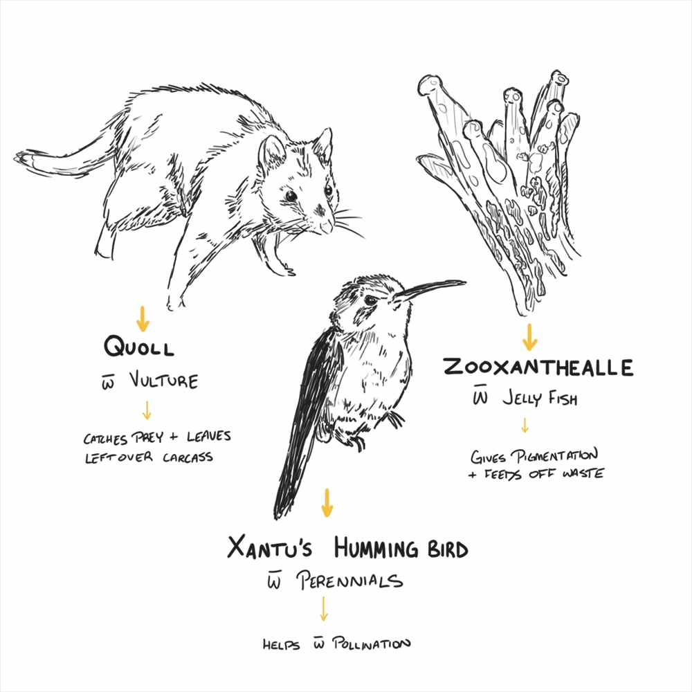 Sketches of a quoll, Xantu's hummingbird, and zooxanthellae pointing to each organism's respective pair, a vulture, a perennial, and a jellyfish