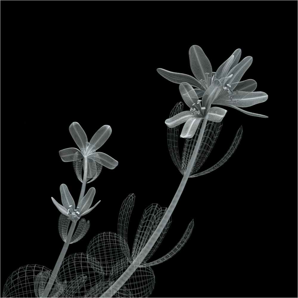 Black background with 3D flowers and their wireframes. Black background with 3D flowers and their wireframes.
