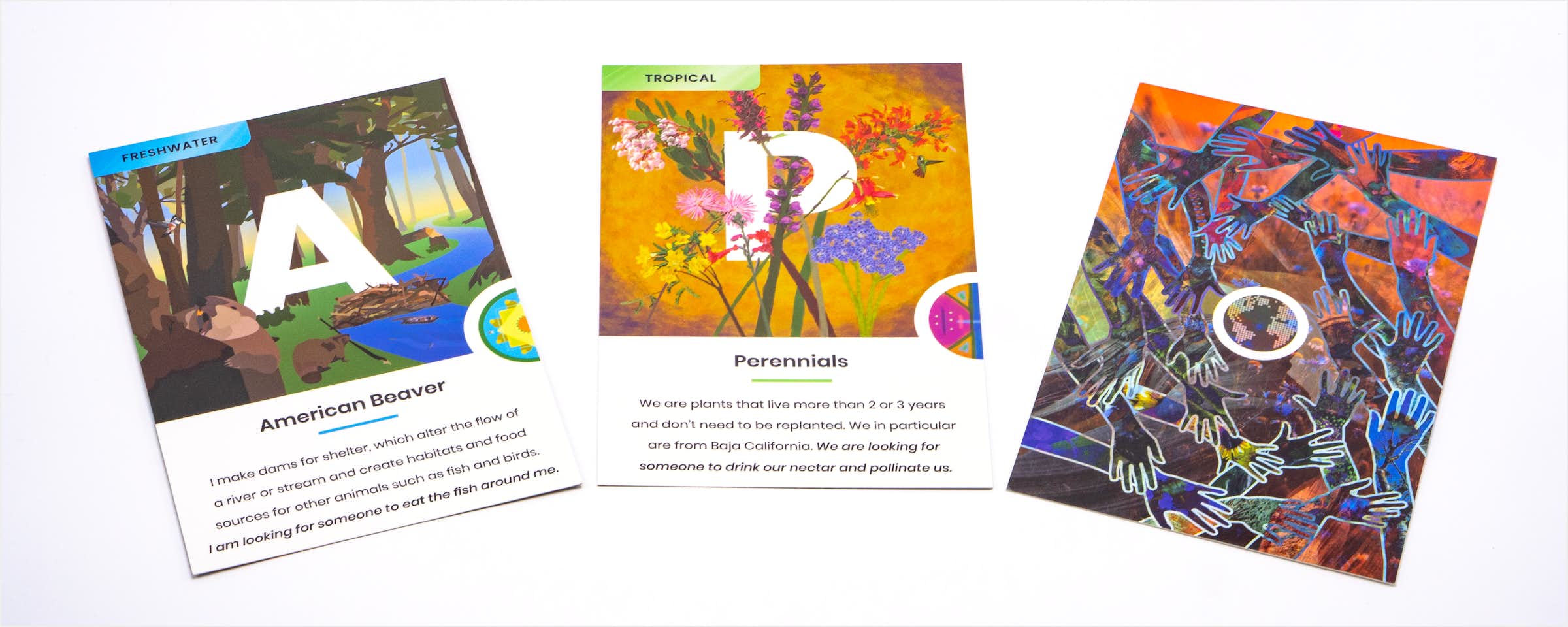 Photo of Cards A, P, and the Back Side Photo of Cards A, P, and the Back Side